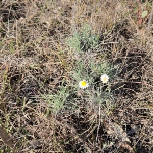 Leucochrysum albicans subsp. tricolor at The Pinnacle - 9 Jun 2024 02:24 PM