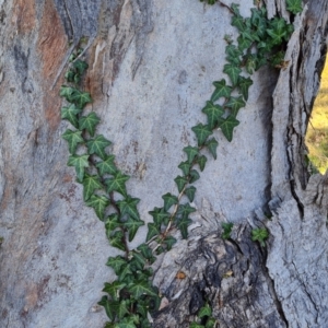 Hedera sp. (helix or hibernica) at Callum Brae - 10 Jun 2024