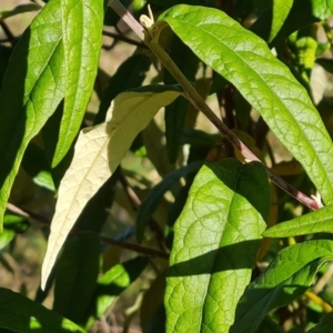 Olearia lirata at Callum Brae - 10 Jun 2024