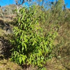 Olearia lirata at Callum Brae - 10 Jun 2024