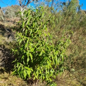 Olearia lirata at Callum Brae - 10 Jun 2024 02:32 PM