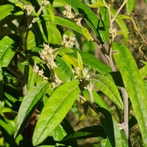 Olearia lirata at Callum Brae - 10 Jun 2024