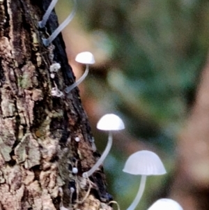 Mycena sp. at Box Cutting Rainforest Walk - suppressed