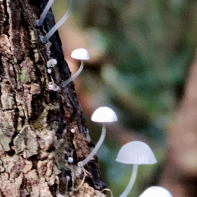 Mycena sp. (genus) (Mycena) at Box Cutting Rainforest Walk - 9 Jun 2024 by Teresa