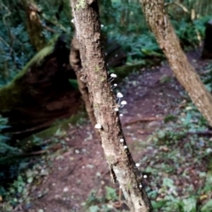 Mycena sp. at Box Cutting Rainforest Walk - suppressed