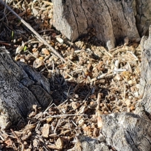 Papyrius sp. (genus) at Callum Brae - suppressed