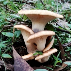 Omphalotus nidiformis (Ghost Fungus) at Narooma, NSW - 9 Jun 2024 by Teresa