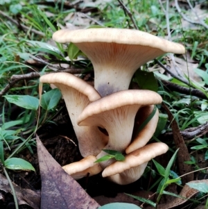 Omphalotus nidiformis at Narooma, NSW - 9 Jun 2024