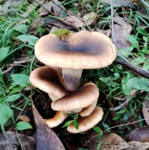 Omphalotus nidiformis at Narooma, NSW - 9 Jun 2024