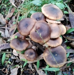 Omphalotus nidiformis at Narooma, NSW - 9 Jun 2024