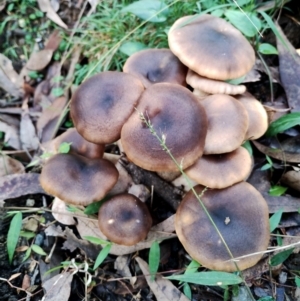 Omphalotus nidiformis at Narooma, NSW - 9 Jun 2024