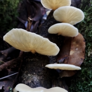 Pleurotus sp. at Box Cutting Rainforest Walk - suppressed
