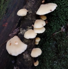 Pleurotus sp. at Box Cutting Rainforest Walk - suppressed