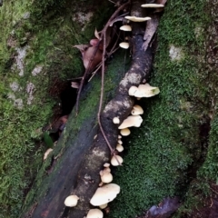 Pleurotus sp. at Box Cutting Rainforest Walk - suppressed