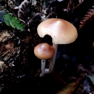 Psilocybe subaeruginosa at suppressed - suppressed