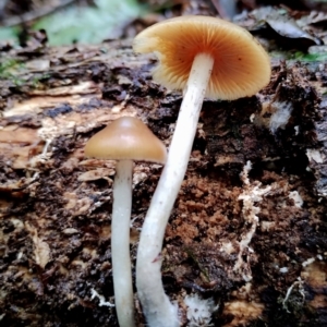 Psilocybe subaeruginosa at suppressed - suppressed