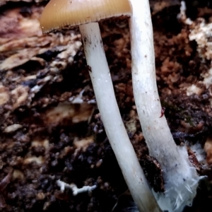 Psilocybe subaeruginosa at suppressed - suppressed