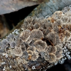 Resupinatus applicatus (Smoked Oysterling ) at Box Cutting Rainforest Walk - 8 Jun 2024 by Teresa