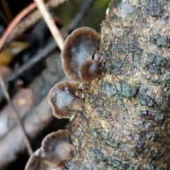 Resupinatus applicatus at Box Cutting Rainforest Walk - suppressed