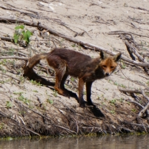 Vulpes vulpes at Pooncarie, NSW - 10 Oct 2020