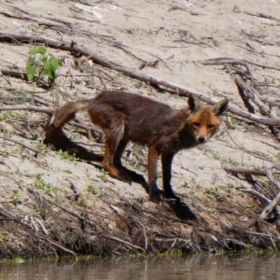 Vulpes vulpes (Red Fox) at Pooncarie, NSW - 10 Oct 2020 by MB