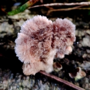 Schizophyllum commune at Narooma, NSW - suppressed