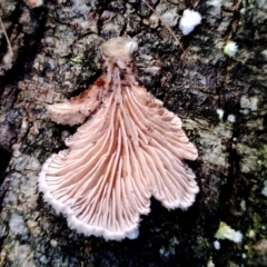 Schizophyllum commune at Narooma, NSW - 9 Jun 2024