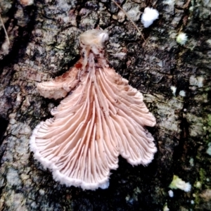 Schizophyllum commune at Narooma, NSW - 9 Jun 2024