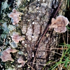 Schizophyllum commune at Narooma, NSW - 9 Jun 2024