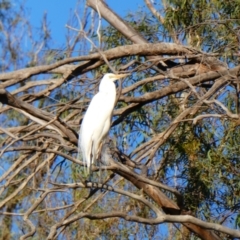 Ardea alba (Great Egret) at Pooncarie, NSW - 10 Oct 2020 by MB