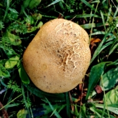 Scleroderma sp. (Scleroderma) at Kianga, NSW - 9 Jun 2024 by Teresa