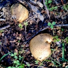 Scleroderma sp. at Bodalla State Forest - suppressed