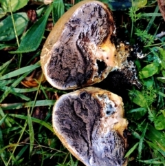 Scleroderma sp. at Bodalla State Forest - 9 Jun 2024