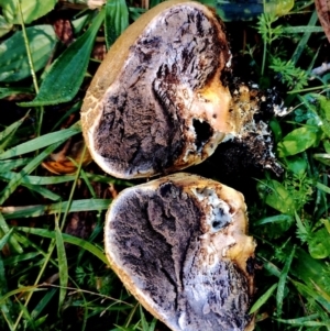 Scleroderma sp. at Bodalla State Forest - suppressed