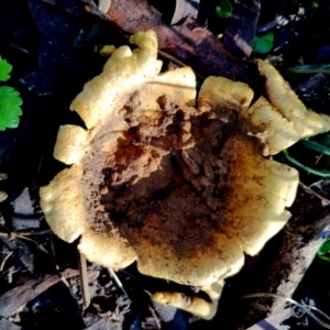 Scleroderma sp. at Bodalla State Forest - 9 Jun 2024