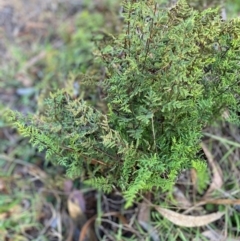 Cheilanthes sieberi (Rock Fern) at Hughes Garran Woodland - 10 Jun 2024 by ruthkerruish