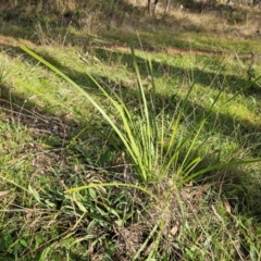 Lomandra longifolia (Spiny-headed Mat-rush, Honey Reed) at Hawker, ACT - 8 Jun 2024 by sangio7