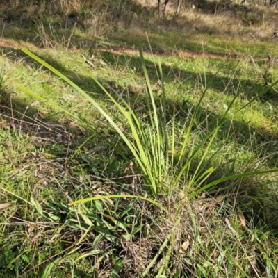 Lomandra longifolia (Spiny-headed Mat-rush, Honey Reed) at Hawker, ACT - 8 Jun 2024 by sangio7