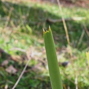 Lomandra longifolia at The Pinnacle - 8 Jun 2024 02:30 PM