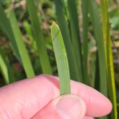 Lomandra longifolia at The Pinnacle - 8 Jun 2024