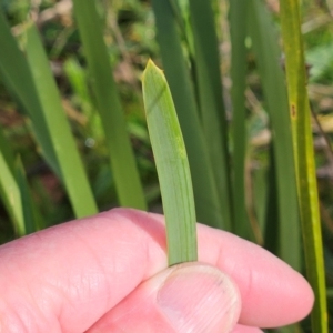 Lomandra longifolia at The Pinnacle - 8 Jun 2024 02:30 PM