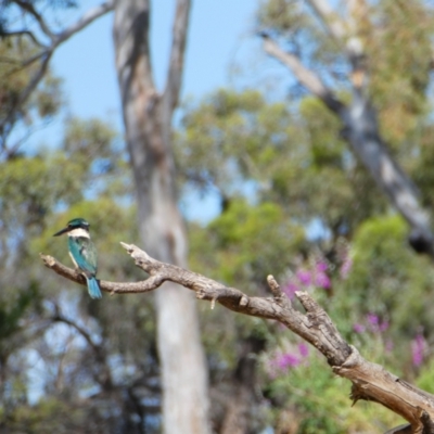 Todiramphus sanctus (Sacred Kingfisher) at Para, NSW - 11 Oct 2020 by MB