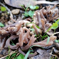 Clavulina sp. (A coral fungus) at Bodalla State Forest - 9 Jun 2024 by Teresa