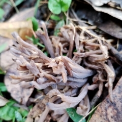 Clavulina sp. at Bodalla State Forest - 9 Jun 2024