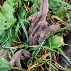 Clavulina sp. at Bodalla State Forest - 9 Jun 2024