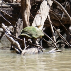 Chelodina longicollis (Eastern Long-necked Turtle) at Pooncarie, NSW - 11 Oct 2020 by MB