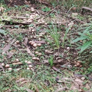 Lycoperdon sp. at Bodalla State Forest - suppressed