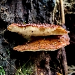 Unidentified Polypore - Non-fleshy texture, stem central or lateral  at Kianga, NSW - 9 Jun 2024 by Teresa