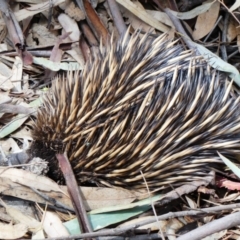 Tachyglossus aculeatus (Short-beaked Echidna) at Wentworth, NSW - 12 Oct 2020 by MB