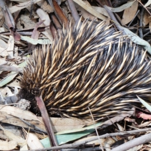 Tachyglossus aculeatus at Wentworth, NSW - 12 Oct 2020